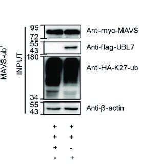 The Effect Of UBL7 On The K27 Linked Polyubiquitination Of MAVS A