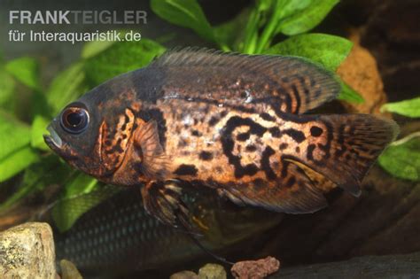 Oscar Rot Tiger Astronotus Ocellatus Tiere Zierfische