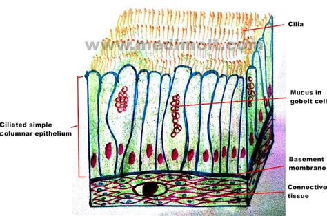 Ciliated Epithelial Cell Structure