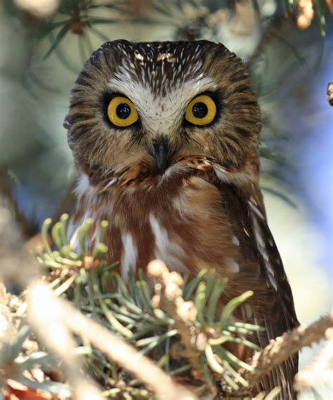 Northern Saw Whet Owl Habitat