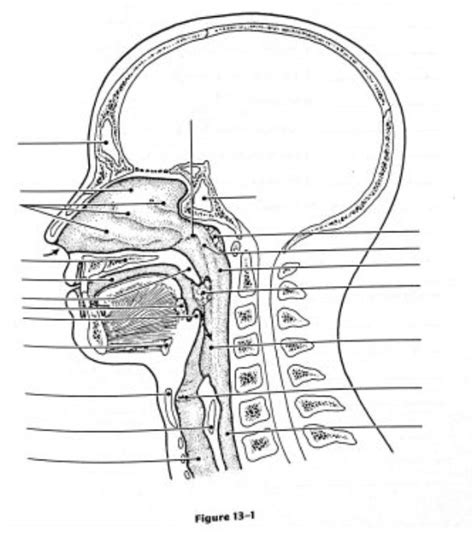 The Figure Below Is A Sagittal View Of The Upper Respiratory Quizlet