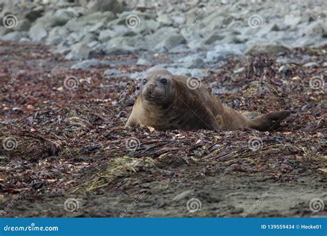 The Seals of Antarctica stock photo. Image of nature - 139559434