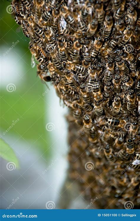 Honey Bee Swarm Close Up Stock Photo - Image: 15051100