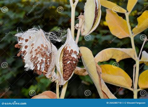 Showy Milkweed Pod Fluff In The Wind 02 Stock Photo Image Of Garden