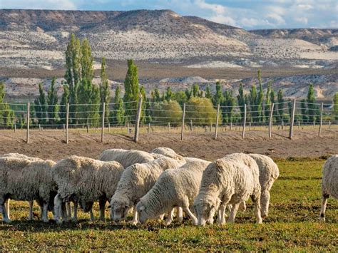 Viajes A Trelew Paquetes Tur Sticos En Despegar