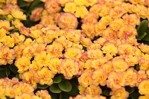 Belarina Nectarine Primula vulgaris Nectarine - купить сорт в питомнике ...