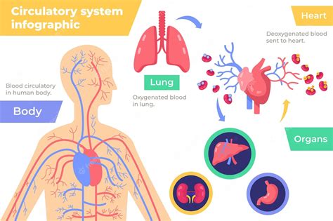 Free Vector Circulatory System Infographic In Flat Design