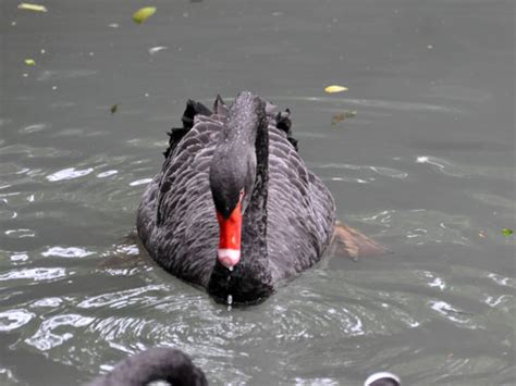 The animals at Hangzhou Zoo in Hangzhou, China