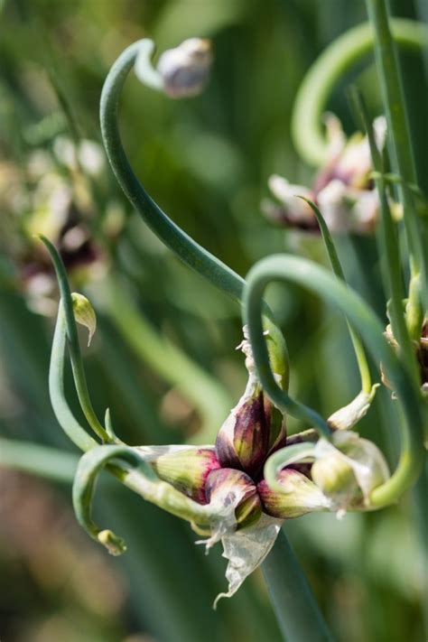 Growing Tree Onions Walking Onions Thriftyfun