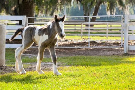 Gypsy Horse Breed Information and Pictures - PetGuide | PetGuide