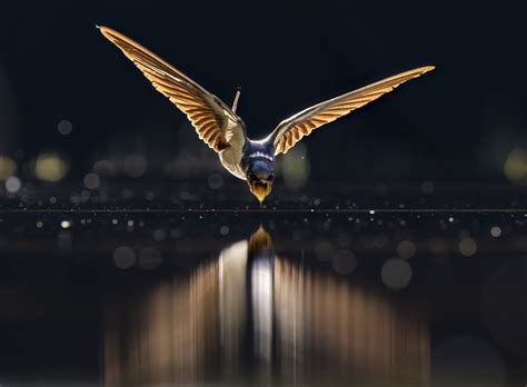 Winners — WORLD NATURE PHOTOGRAPHY AWARDS