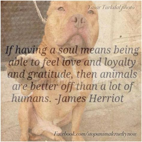 Animals By James Herriot Quotes. QuotesGram