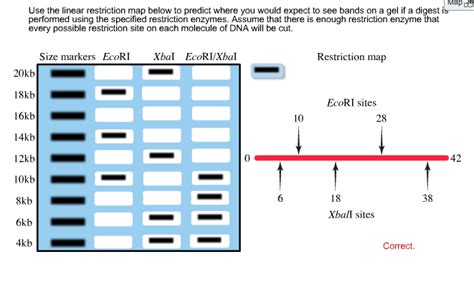 Solved Mapt Use The Linear Restriction Map Below To Predict Chegg