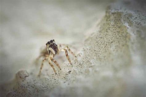 Quelle Est La Dur E De Vie Typique D Une Araign E De Maison Enostudio