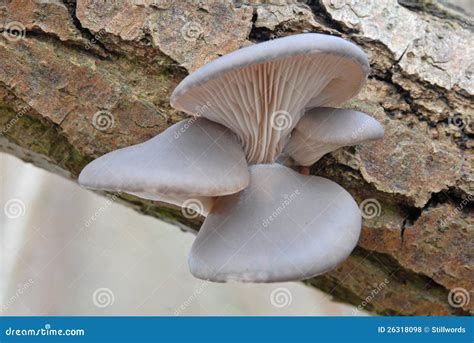 Pleurotus Ostreatus - The Oyster Mushroom Stock Photo | CartoonDealer ...