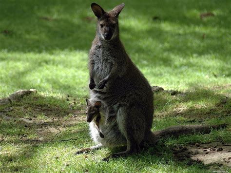 Kangaroo Marsupial Wallpapers Hd Desktop And Mobile Backgrounds