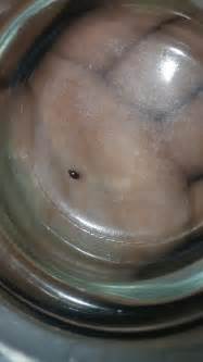 Carpet Beetles Reaction at Edward Criss blog