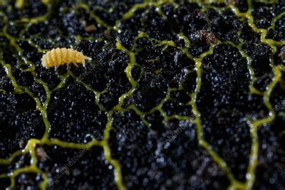 Springtail With Slime Mould Stock Image C057 6755 Science Photo