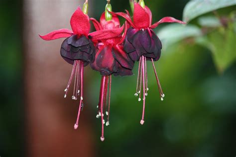 Fuchsia Rohees New Millenium Fuchsia Rohees New Millenium Flickr