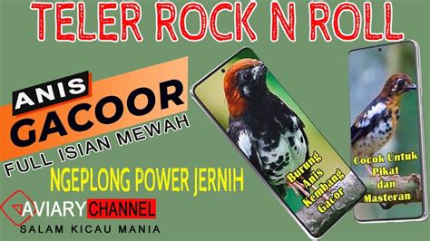 Anis Kembang Gacor Ngerol Teler Rock N Roll Power Jernih Ngeplong Mirip