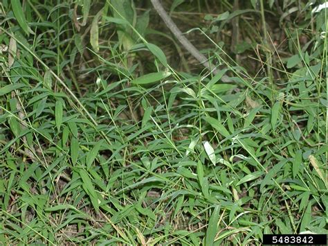 Japanese Stiltgrass Microstegium Vimineum Trin A Camus