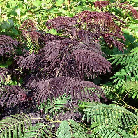 Albizia julibrissin Summer Chocolate Arbre à soie au feuillage foncé