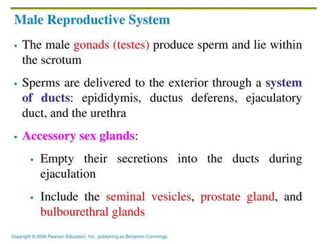 Ppt Reproductive System Powerpoint Presentation Free Download Id