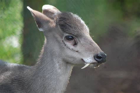 Siberian Musk Deer Habitat, Diet, Facts and Pictures