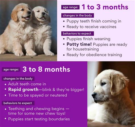 Puppy Development Timeline - Infoupdate.org