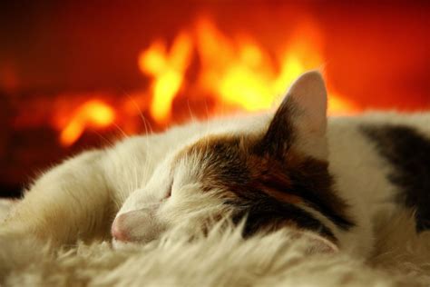 À Tourcoing les secours raniment un chat sauvé d un incendie