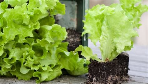 When To Transplant Lettuce Seedlings: Checklist & Full Guide