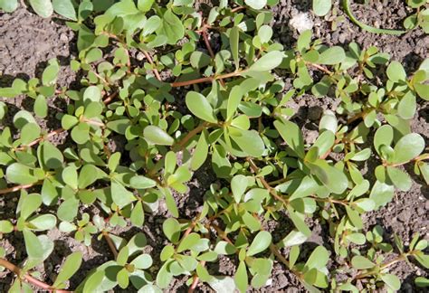 Comment Se D Barrasser Du Pourpier Dans Le Jardin M Thodes