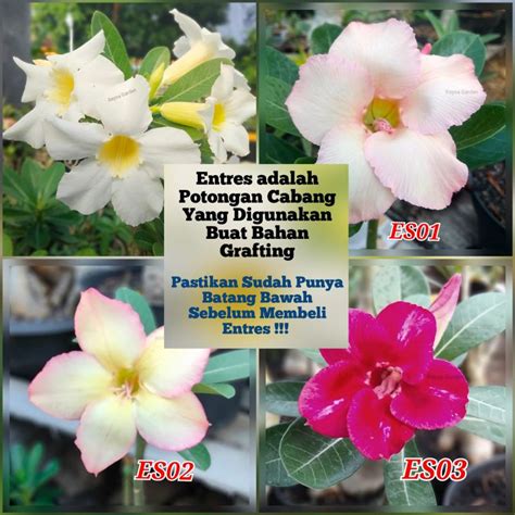 Jual Entres Adenium Bunga Single Siap Grafting Shopee Indonesia