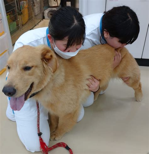 見習い愛玩動物看護師奮闘記～2年生 大型犬の保定について～ ちば愛犬動物フラワー学園