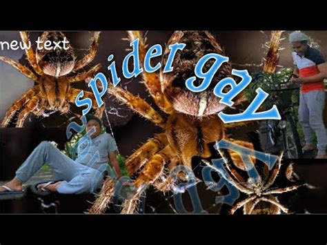 Spider Gay YouTube