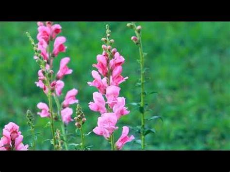 Розовый Львиный Зев в поле | Футажи красивая природа [FullHD] - YouTube