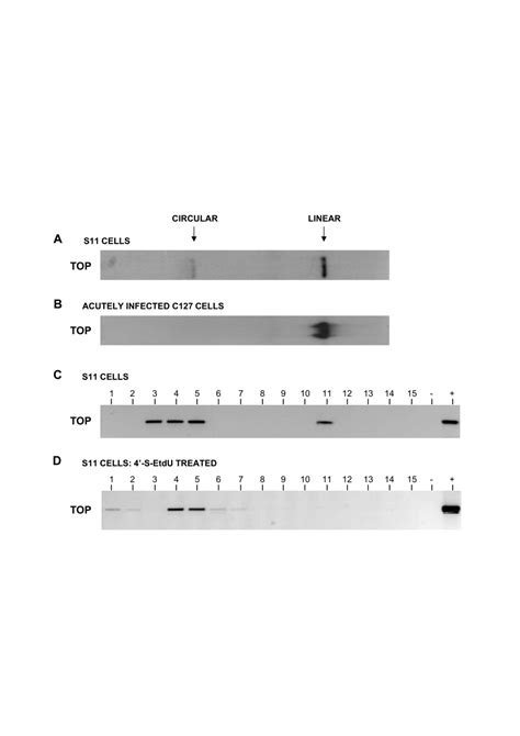 Analysis Of Mhv Dna Conformation In Lung Cells By Gardella Gel Pcr