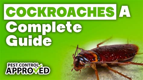 A Complete Guide to Roach Control - TreatmentWing