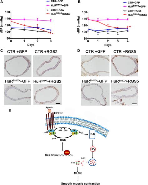 HuR Human Antigen R Regulates The Contraction Of Vascular Smooth