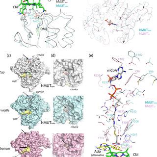 Ligand Induced Conformational Changes In HMUT A Active Site View Of