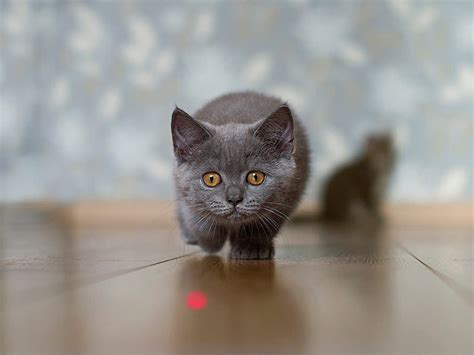 Should You Let Your Cat Play With a Laser? · Kinship