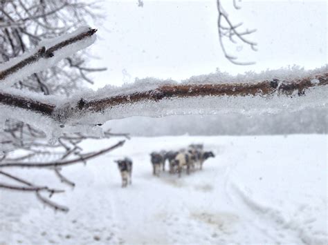 Ice Tree | The Organic Dairyman's life