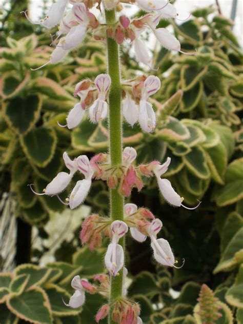 Plectranthus Amboinicus Lamiaceae Image At Phytoimages Siu Edu