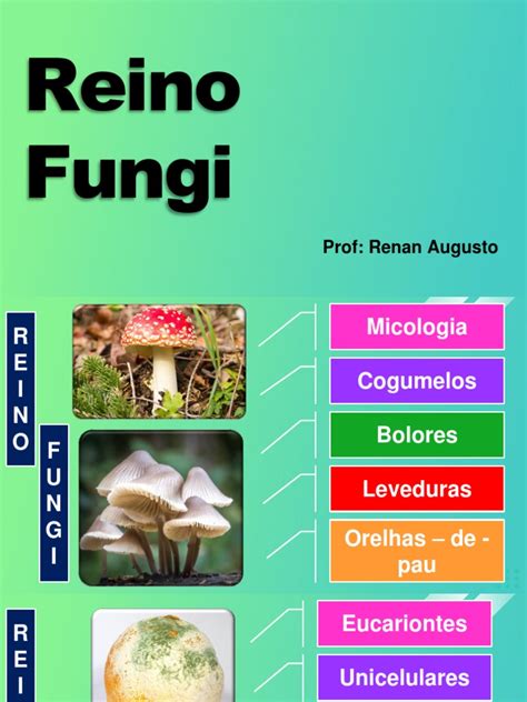 Reino Fungi Pdf