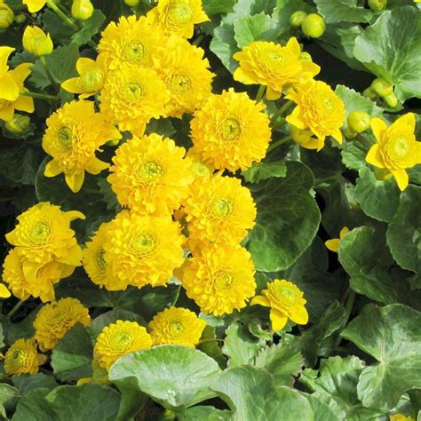 Caltha Palustris Plena Aquatic Pond Plant Double Marsh Marigold