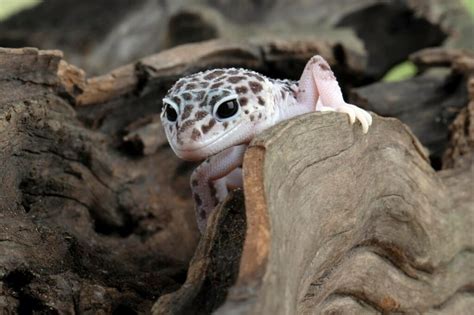 Breeding Leopard Geckos A Step By Step Guide