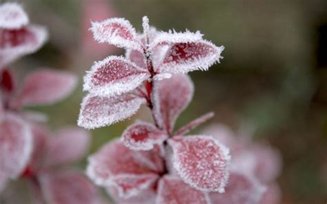 Fondos De Pantalla Hojas Nieve Invierno Madera Rama Hielo