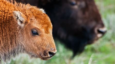 Yellowstone Park Rangers searching for tourist after death of baby ...