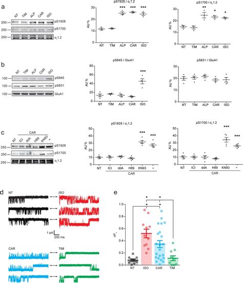 Glua1 Cell Signaling Technology Inc Bioz