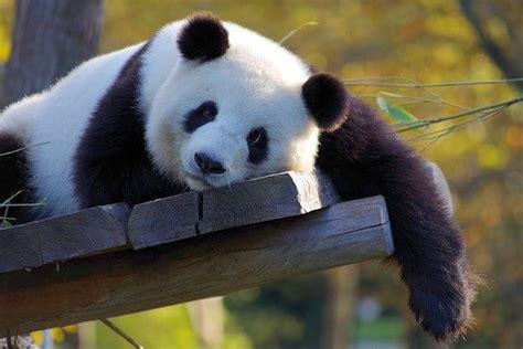 250+ Best Panda Names - Best Way To Name Your Panda - PetPress